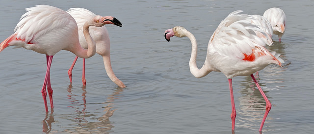 Flamants roses en Camargue, Bernard Dupont (CC/BYSA)