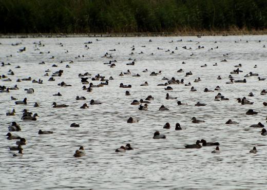 Canard milouin © CG57