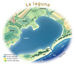 Lagunes