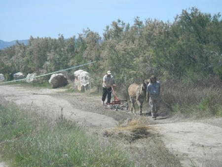 Labourage et hersage du sol par traction asine avec l’âne Pépito de l’association Graine de soleil. Crédit photo : SIBOJAI, 2012.