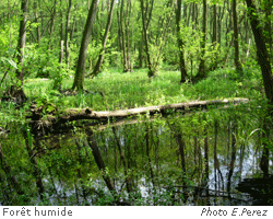 Forêt humide - Photo E.Perez