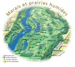 Marais et prairies humides