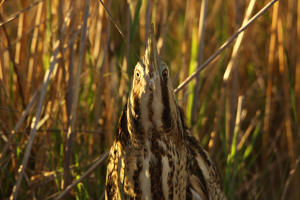Butor étoilé © Jean Jalbert / TdV