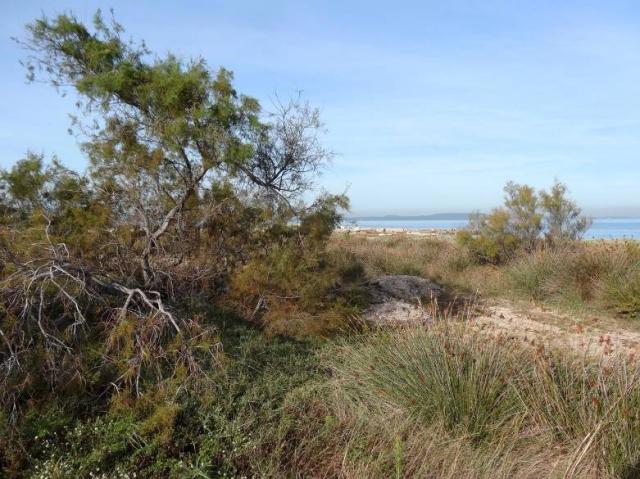 Vue sur la végétation du lido du Jaï. Crédit photo : Nathalie Barré/Tour du Valat, 2015